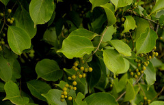 Celastrus paniculatus