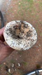 Russula brevipes