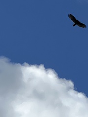 Buteo jamaicensis