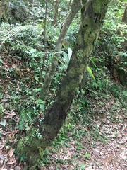 Sphaeropteris lepifera