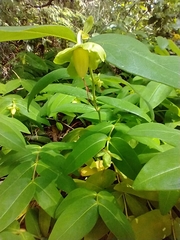 Hypericum calycinum