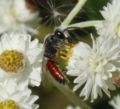 Sphecodes