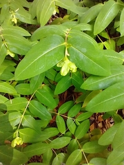 Hypericum calycinum