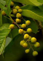 Celastrus paniculatus