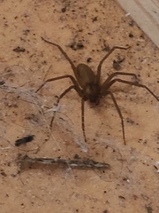 Loxosceles reclusa