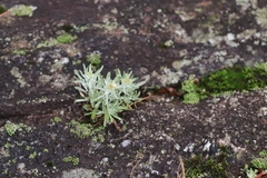 Gnaphalium uliginosum