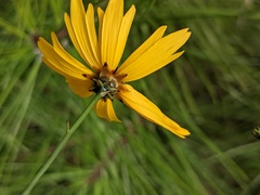 Coreopsis linifolia