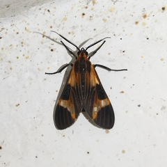 Dycladia