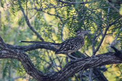 Geococcyx californianus