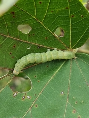 Noctuoidea