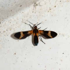 Dycladia