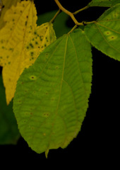 Celastrus paniculatus