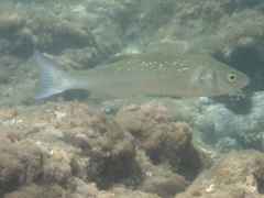 Dicentrarchus labrax