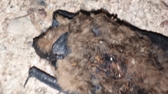 Pipistrellus