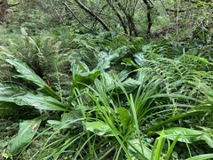 Lysichiton americanus