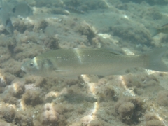 Dicentrarchus labrax