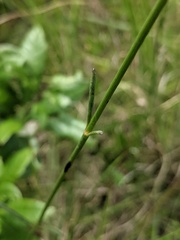 Coreopsis linifolia