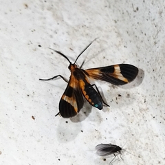 Dycladia