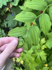 Streptopus amplexifolius