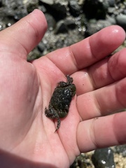 Hemigrapsus oregonensis