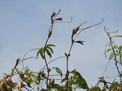 Passiflora caerulea