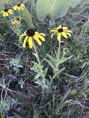 Rudbeckia missouriensis