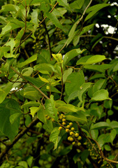 Celastrus paniculatus