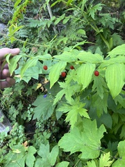 Streptopus amplexifolius