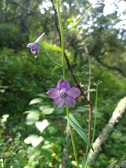 Delphinium