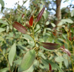 Eucalyptus strzeleckii