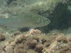 Dicentrarchus labrax