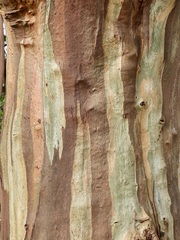 Eucalyptus strzeleckii