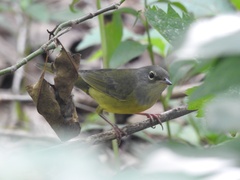 Geothlypis philadelphia