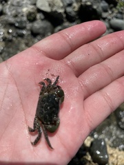 Hemigrapsus oregonensis