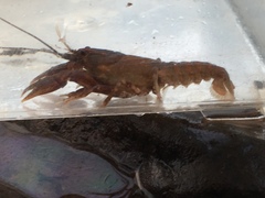 Cambarus obstipus