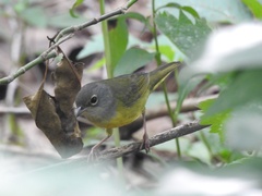 Geothlypis philadelphia