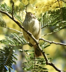 Acanthiza pusilla