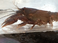 Cambarus obstipus
