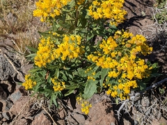 Senecio serra