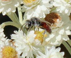 Sphecodes