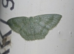 Prasinocyma lychnopasta
