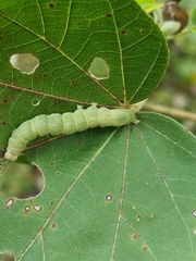 Noctuoidea