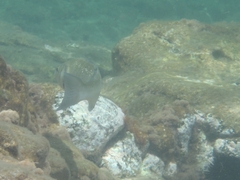 Dicentrarchus labrax