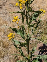 Senecio serra