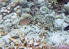 Pycnochromis amboinensis