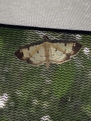 Ategumia ebulealis