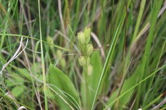 Liparis loeselii