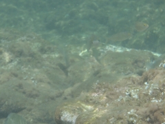 Dicentrarchus labrax