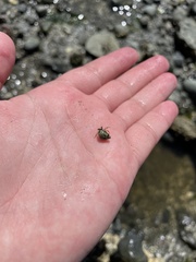 Pagurus hirsutiusculus