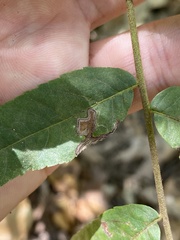 Stigmella longisacca